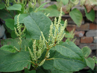 © AGES/Follak Blütenstand des Japan-Knöterichs mit kleinen, hellen Blüten