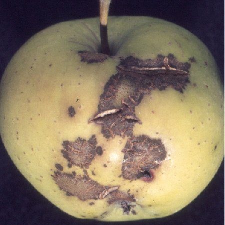 ©AGES/Alternburger braunschwarze Flecken und Risse in der Apfelschale, verursacht durch Apfelschorf