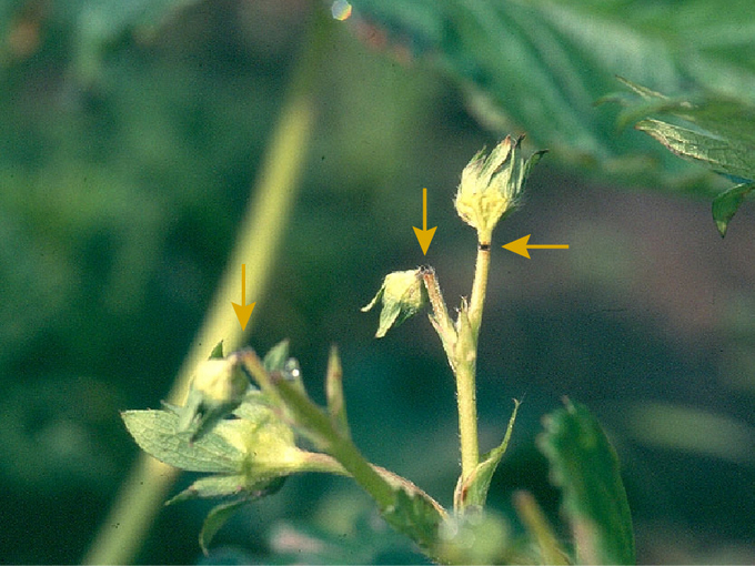 © AGES Erdbeerpflanze mit abgeknickten Blütenstielen