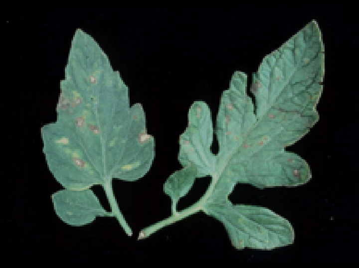© AGES/Bedlan Tomatenblätter mit kleinen, graubraunen Flecken