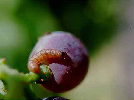 © AGES Rötliche Raupe des Pflaumenwicklers auf einer violett verfärbten Pflaume