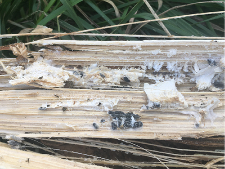 © AGES/Kauschitz Weißes Geflecht aus Pilzfäden und schwarze Überdauerungsstrukturen des Pilzes im Inneren eines der Länge nach aufgeschnittenen Sonnenblumenstängels