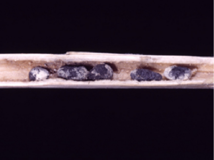 Schwarze Überdauerungsstrukturen des Pilzes im Inneren eines der Länge nach aufgeschnittenen Rapsstängels