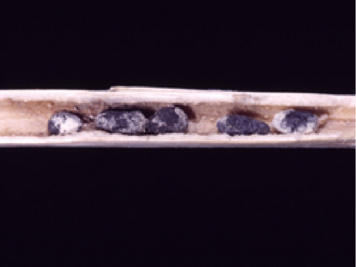 © AGES/Bedlan Schwarze Überdauerungsstrukturen des Pilzes im Inneren eines der Länge nach aufgeschnittenen Rapsstängels