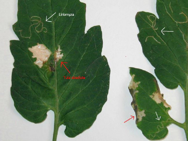 © Wietse den Hartog, NRC, Plant Protection Wageningen Vergleich der schlangenförmigen Minengänge von Minierfliegen und der fleckenförmigen Miniergängen der Tomatenminiermotte