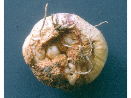 © AGES Vermorschung am Boden einer Knoblauchknolle