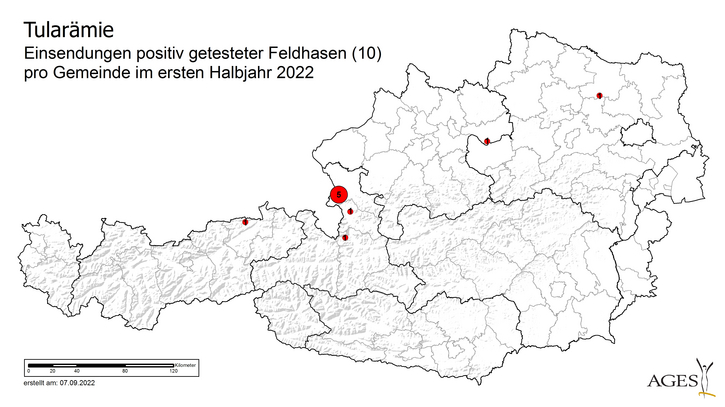 © AGES Tularämie - Einsendung positiver getesteter Feldhasen / Gemeinde im ersten Halbjahr 2022