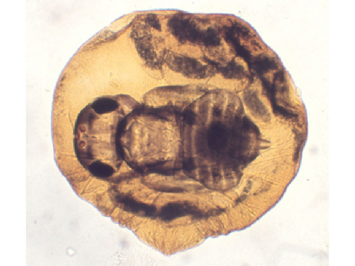 © AGES Mikroskopische Aufnahme der San-José-Schildlaus-Zehrwespe, die in der San-José-Schildlaus heranwächst