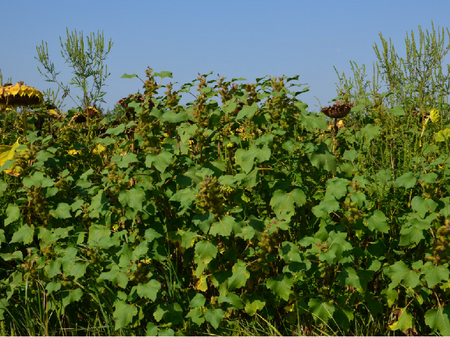 © AGES/Follak Spitzklette überwuchert Sonnenblumen im Feld