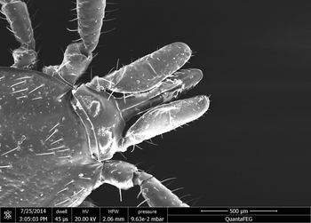 Stinging apparatus with hypostome, chelicerae and pedipalps (from inside to outside) (Enlarges Image in Dialog Window)