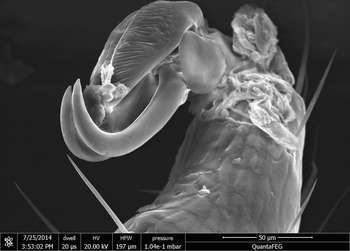 Claw ambularcum and adhesive lobe pulvillus together form the adhesive organ. (Enlarges Image in Dialog Window)