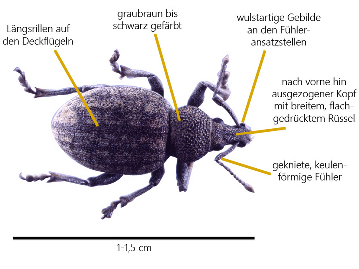 © AGES/Seitner Graubrauner Dickmaulrüssler miit Merkmalen zum Aussehen wie im Text beschrieben