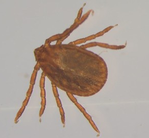© Georg Duscher Reliktzecke (Weibchen)