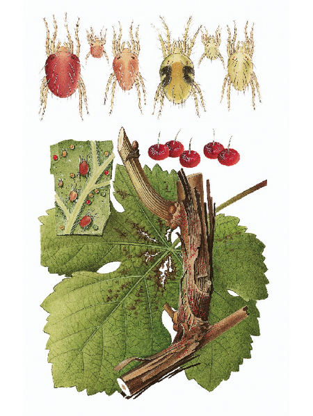 Darstellung der Obstbaumspinnmilben in allen Lebensphasen sowie befallene Wirtspflanze