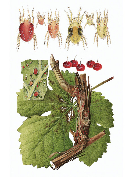 © AGES/Kohlhaas Darstellung der Obstbaumspinnmilben in allen Lebensphasen sowie befallene Wirtspflanze