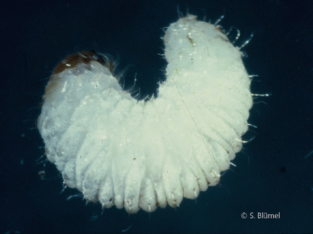 © Blümel/AGES elfenbeinfarbige Larve mit brauner Kopfkapsel, bauchseitig gekrümmt