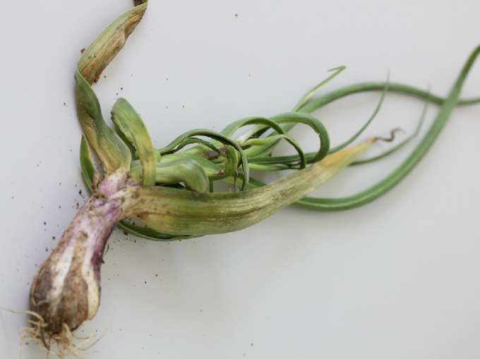 © AGES/Moyses Knoblauchpflanze mit grasartigem Aussehen durch zahlreiche Seitentriebe