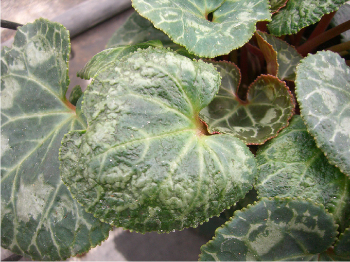 © Morel Eingerollte Blattränder an Cyclamen