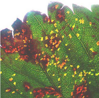 © AGES/Steffek Durchscheinende Xanthomonas-Flecken auf einem Erbeerblatt