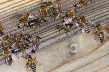 Bei schwarzsüchtigen Bienen gibt erst ein Test Gewissheit, ob ein Befall durch das Chronische Bienenparalyse Virus (CBPV) vorliegt. (Vergrößert das Bild in einem Dialog Fenster)