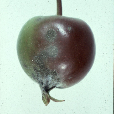 ©AGES/Altenburger braunschwarze Flecken auf unreifem Apfel