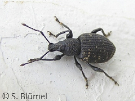 © AGES/Blümel Schwarzer Dickmaulrüssler mit gelben Flecken auf Deckflügeln