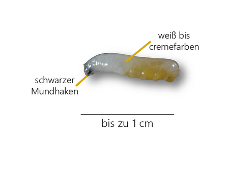 © AGES/Seitner Darstellung der Larven der Mittelmeerfruchtfliege