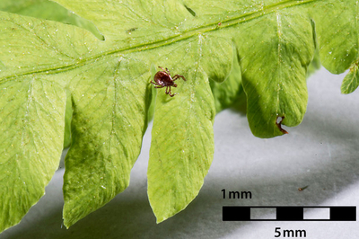 Nymph with eight legs, size around one millimeter (Enlarges Image in Dialog Window)