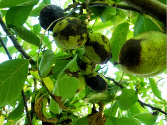 © Brandstätter Befallene teilweise schwarze Früchte im Nussbaum