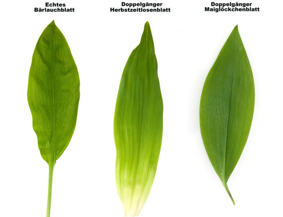 © emer - Fotolia Bärlauch und Doppelgänger: Herbstzeitlose und Maiglöckchen