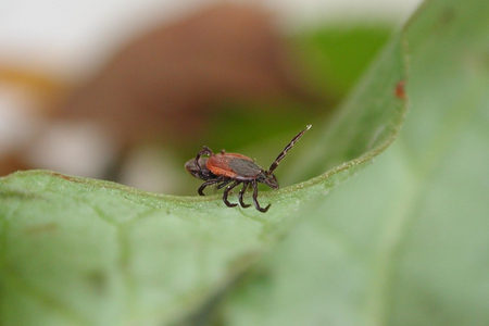 Ticks during mating (Enlarges Image in Dialog Window)