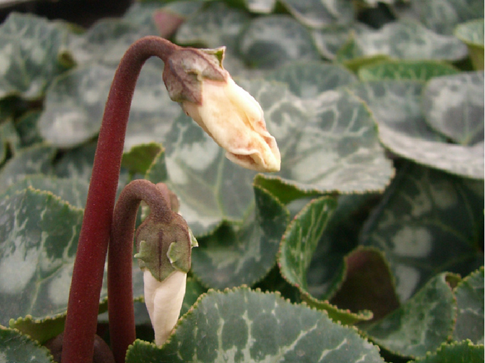 © Morel geschlossene, verformte und verfärbte Blüten
