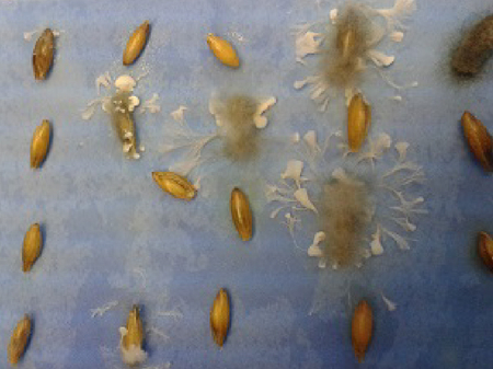 © AGES/Weingast Befallene Samen auf blaugefärbtem Filterpapier, graues Myzel mit weißen Myzelbüscheln hat sich rund um die Samen gebildet