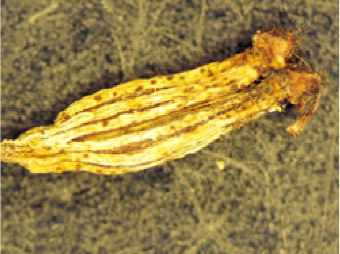 © AGES/Bedlan Kümmelfrucht mit kleinen, bräunlichen Flecken