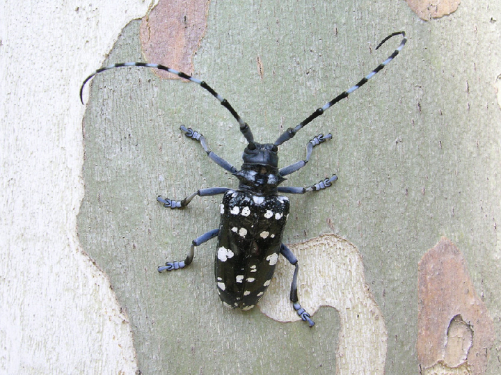 © Matteo Maspero Der erwachsene Zitrusbockkäfer ist glänzend schwarz mit hellen Flecken und langen gestreiften Fühlern