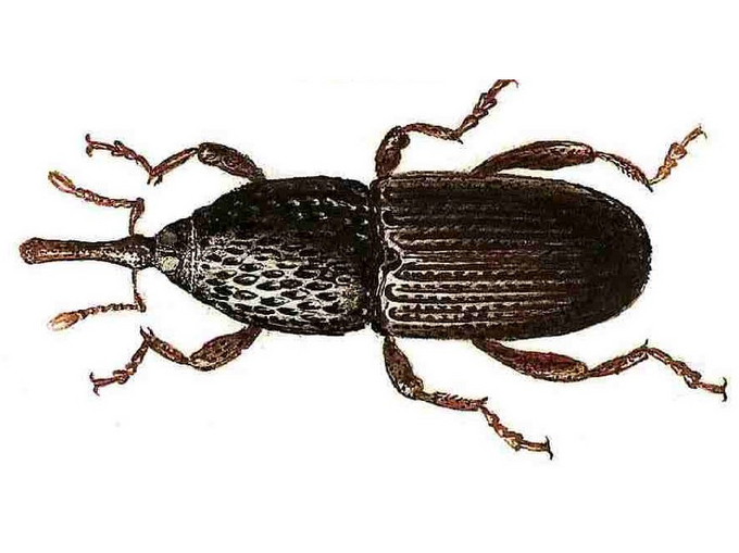 © AGES/Kohlhaas Kornkäfer mit dunkelbrauner Färbung und typischem Rüsselfortsatz