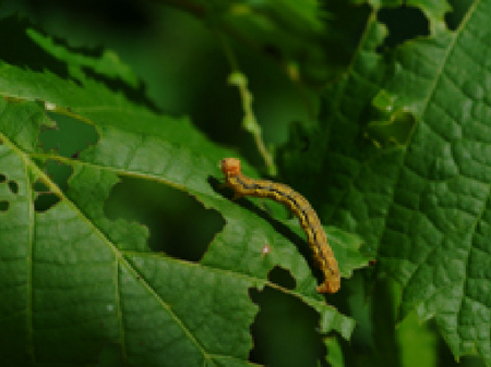 © AGES/Lethmayer grüne Raupe mit gelblichen Längsstreifen in buckelartiger Fortbewegung auf einem Blatt mit Fraßspuren