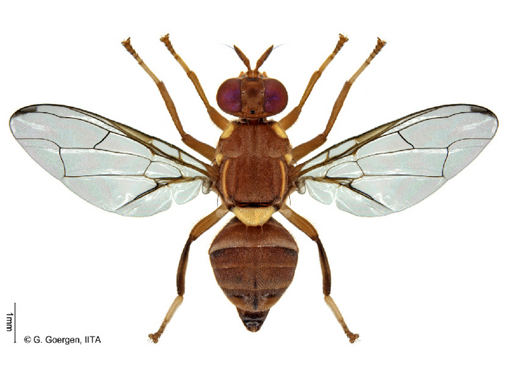 © G. Goergen, IITA Pfirsichfruchtfliege, Ansicht von oben
