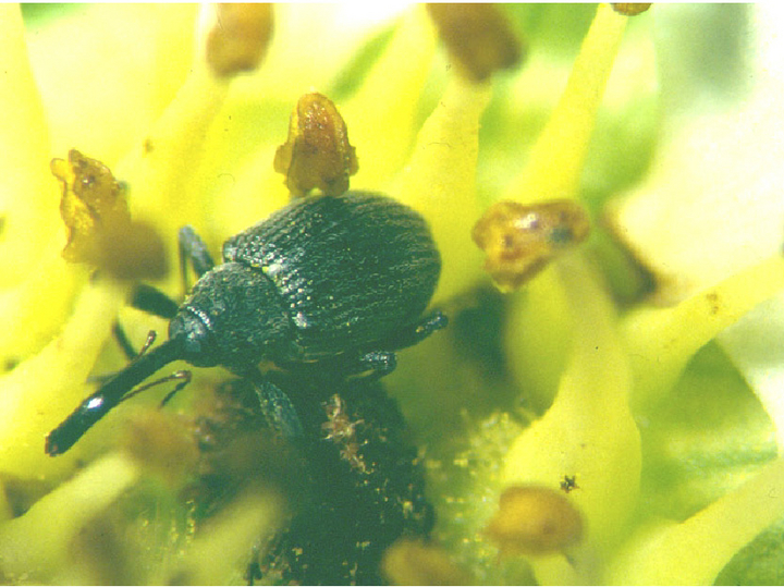 © AGES/Lethmayer Erdbeerblütenstecher (Anthonomus rubi) auf Blüte