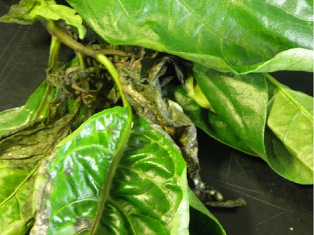 abgestorbene Triebspitze einer Chilipflanze mit Verfärbungen an Stängel und Blättern