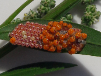 Blatt mit orange-rotem Eigelege und bereits geschlüpften Nymphen