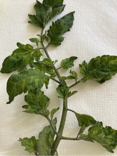 © AGES/Grausgruber-Gröger Tomatenblatt mit kleinen, schmalen, aufgewölbten Blättern und gelben und dunkelgrünen Flecken
