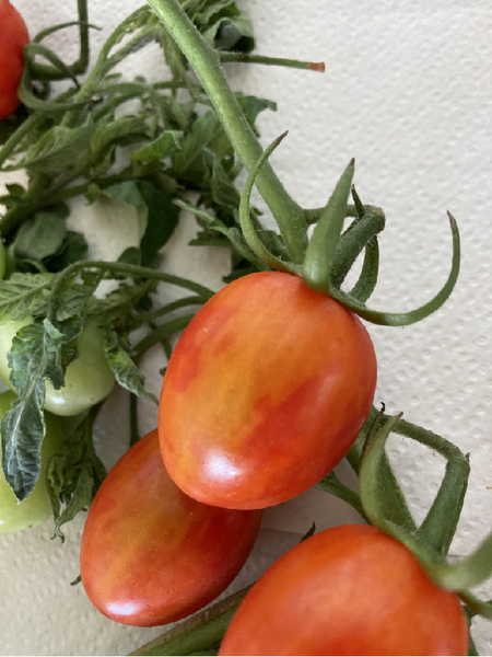 © AGES/Grausgruber-Gröger Tomaten mit gelben Flecken und fehlender Ausfärbung