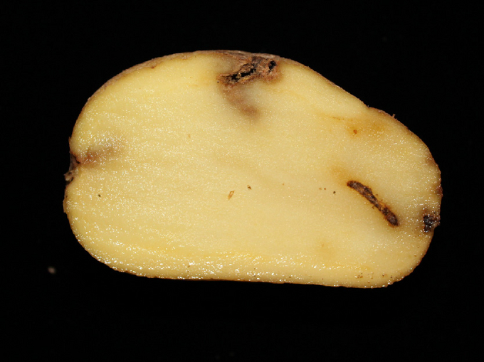 © AGES/A. Kahrer dunkle Fraßgänge in halbierter Kartoffel