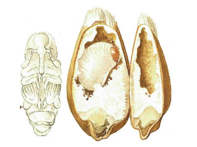 © AGES/Kohlhaas Kornkäferpuppe sowie eine Larve im Inneren eines Getreidekorns