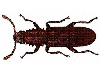 © AGES/Kohlhaas ausgewachsener Getreideplattkäfer in typischer rotbrauner Färbung
