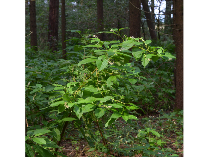 © AGES/Follak Amerikanische Kermesbeere im Wald