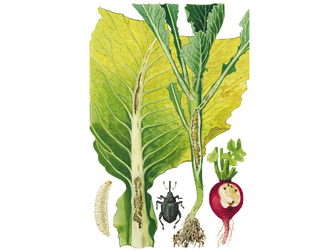 © AGES Illustration des Kleinen Kohltriebrüsslers mit Larve und Schadbild