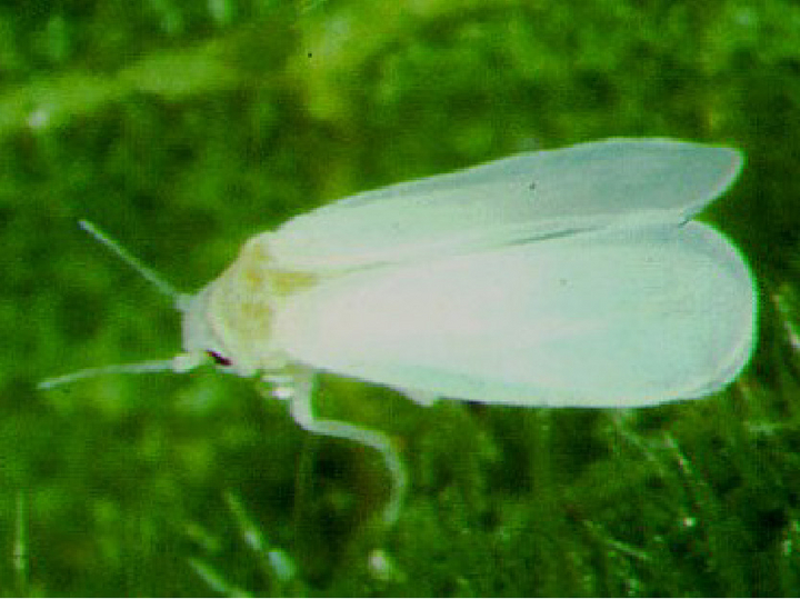 © AGES Erwachsene Weiße Fliege auf einem Blatt