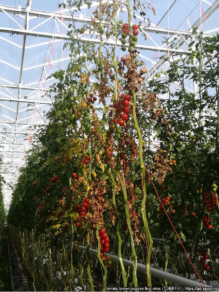 © EPPO / Foto: Heike Scholz-Döbelin (LWK NRW); EPPO (2022) EPPO Global Database Tomatenpflanzen im Glashaus mit teils abgestorbenen Blättern